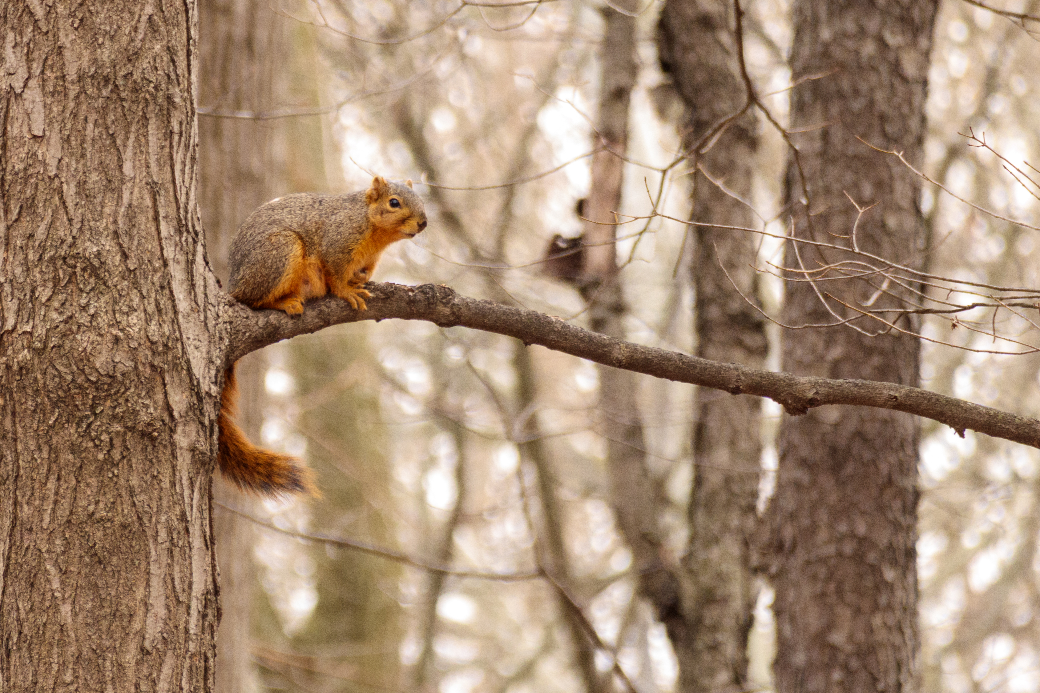 Wildlife photo from the artist emulation project